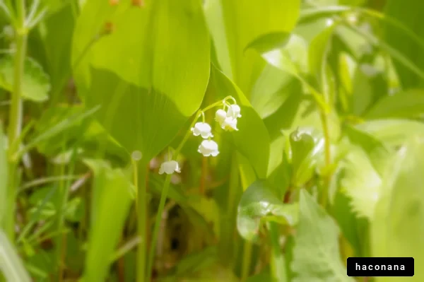 淡い色合いの鈴蘭の花