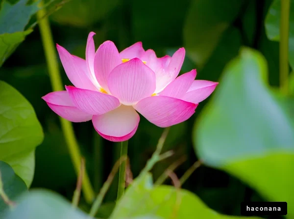 美しいハスの花