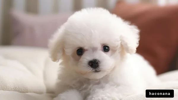 可愛い子犬のポートレート