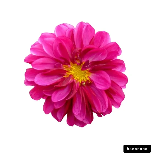 鮮やかなピンクの花