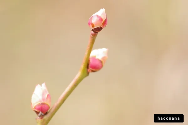 春を告げる花のつぼみ