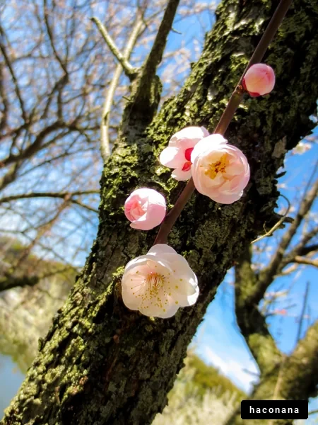 春の梅の花の美しさ
