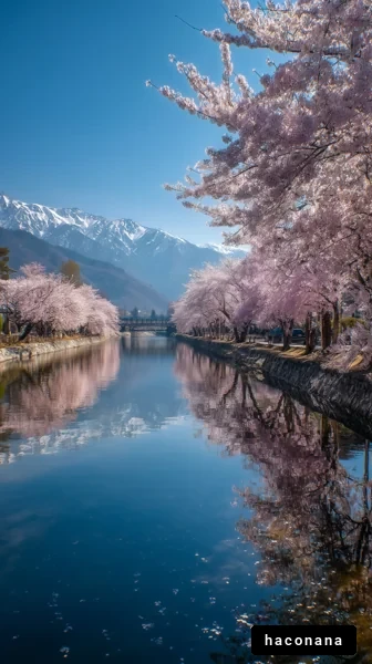 春の桜と静かな川