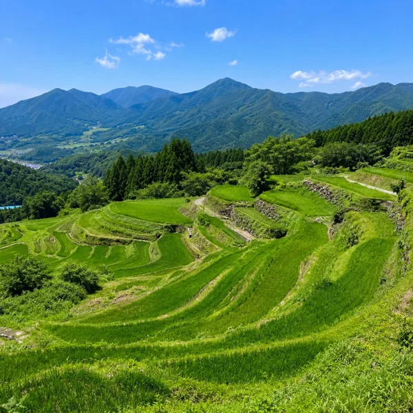 緑鮮やかな山間の棚田風景