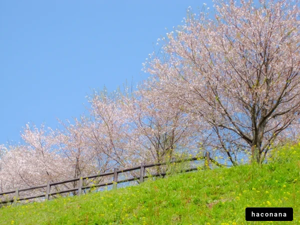 春の桜と青空