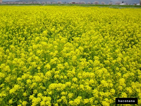 色鮮やかな菜の花畑