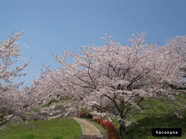 美しい桜の風景