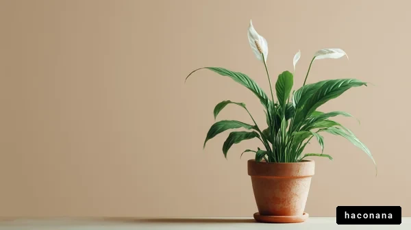 シンプルな観葉植物の美