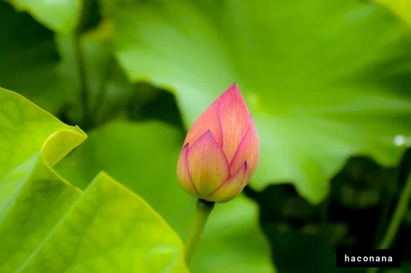 美しい蓮の芽