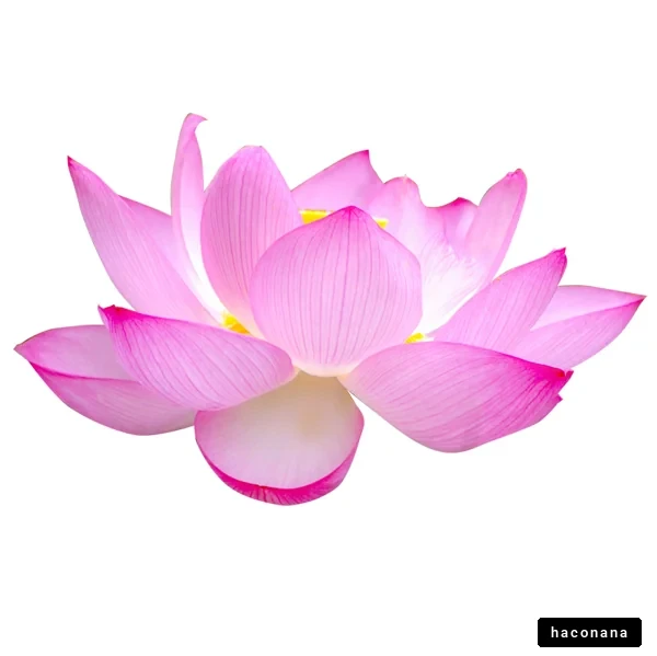 美しい蓮の花