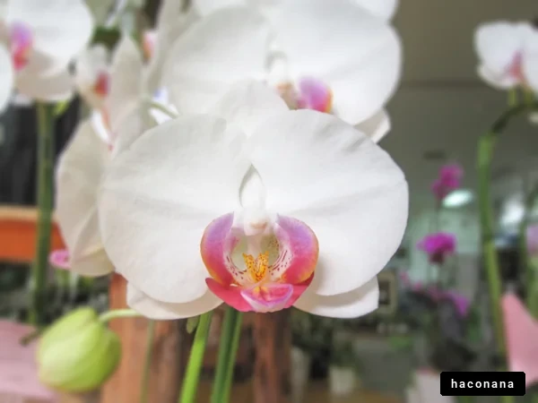 美しい白いランの花