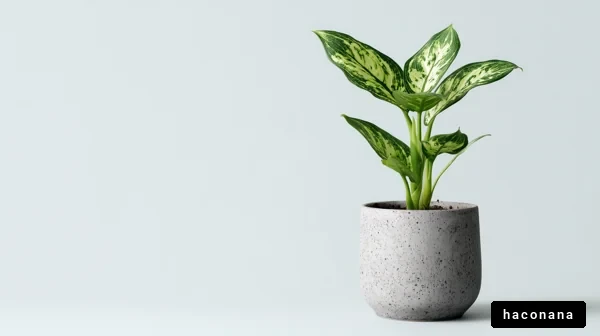 室内植物の美しい姿