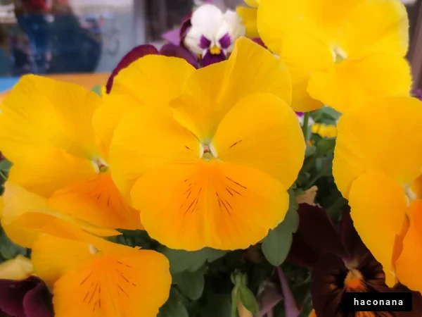 鮮やかな黄色の花々