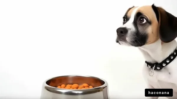 犬と餌皿の表情