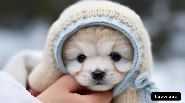 雪の中のかわいい子犬
