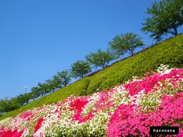 鮮やかな花と青空