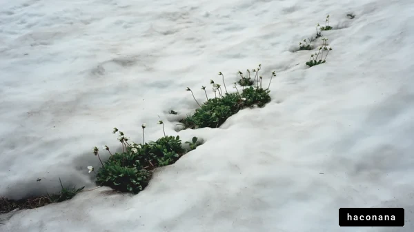 雪の中に咲く花々