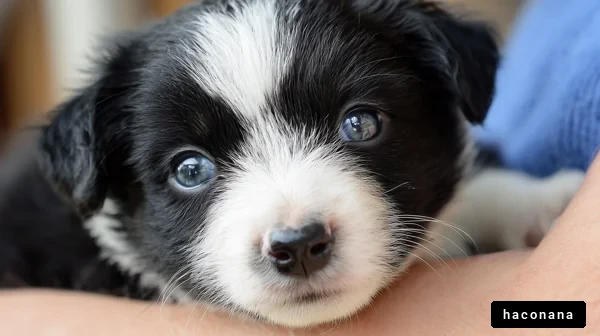 愛らしい子犬のアップ