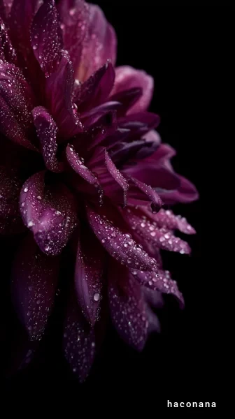 紫色の花と水滴