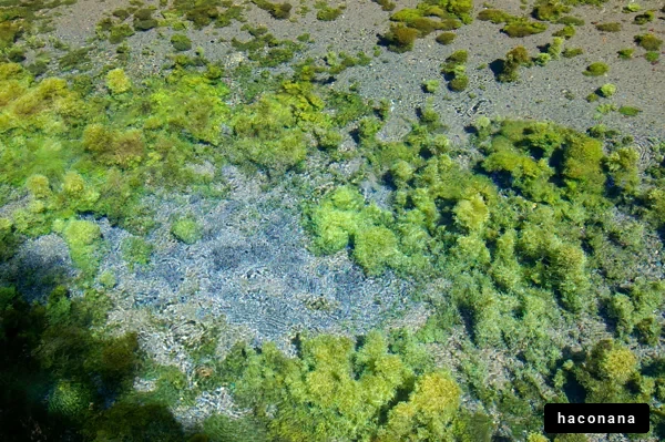 水源の湧き水