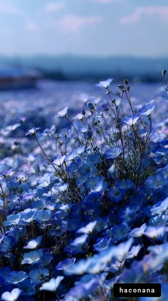 青い花畑の広がり