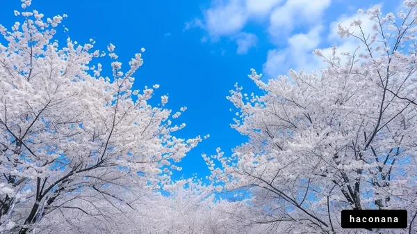 青空と桜の景色