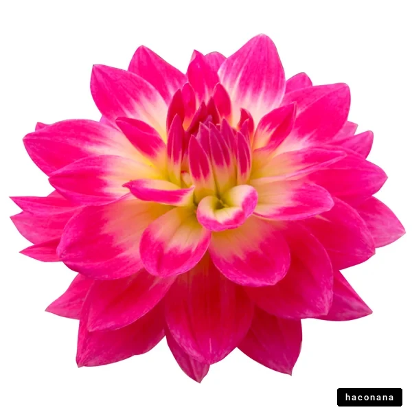 鮮やかなピンクの花