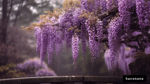 美しい藤の花