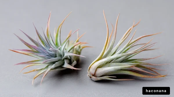 多様な形状のミニ植物