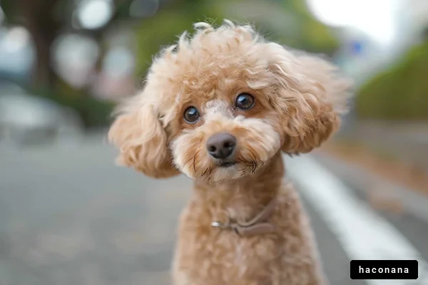 かわいい犬のポートレート