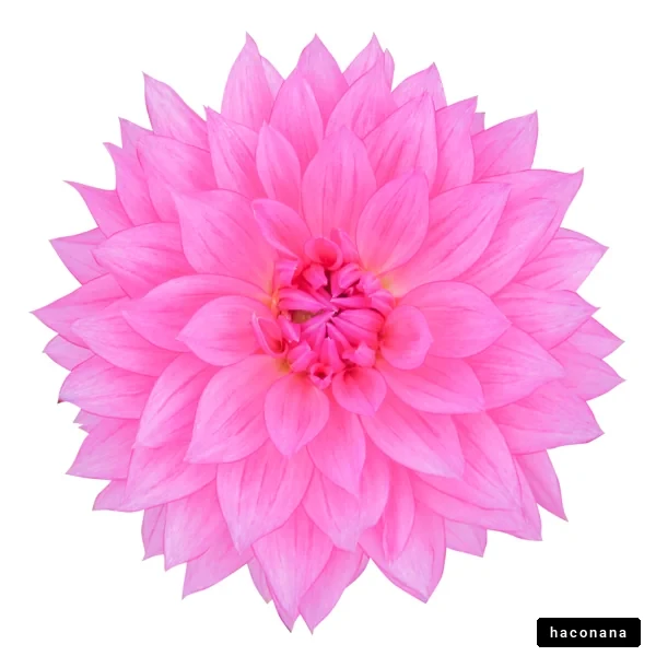 鮮やかなピンクの花