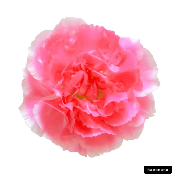 鮮やかなピンクの花