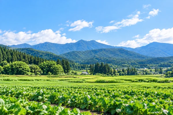 夏の農村風景と山並み