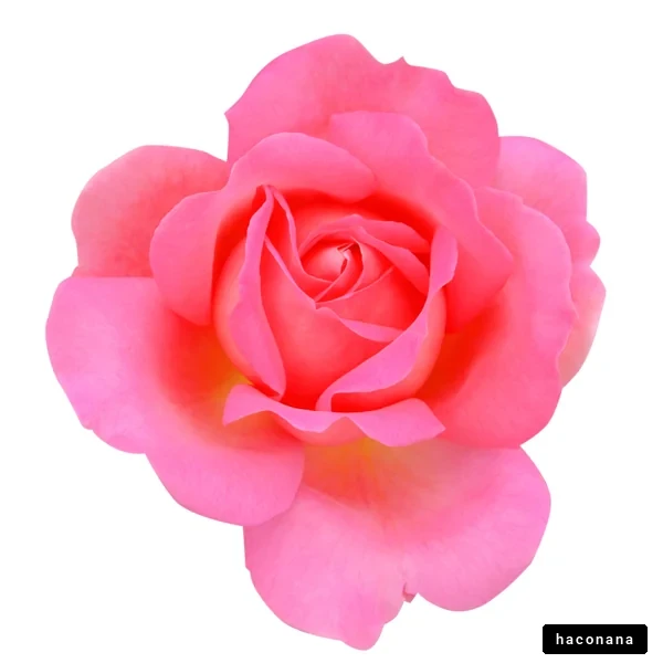 美しいピンクのバラの花