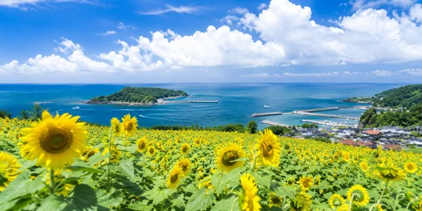 ひまわり畑と青い海の夏景色