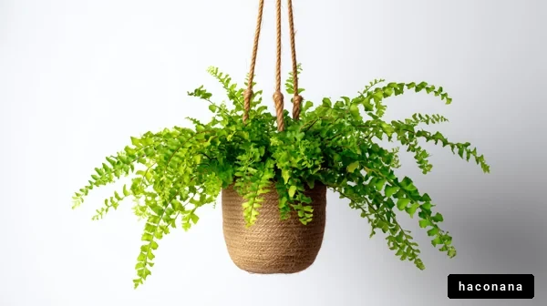 吊るした観葉植物