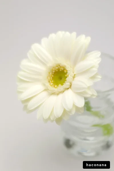 清楚な白い花