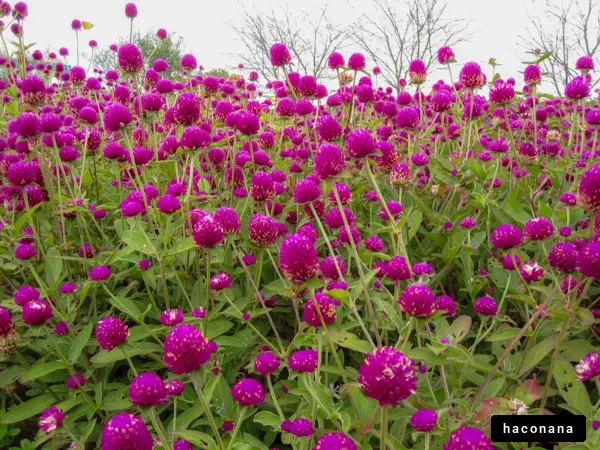 紫の花が咲く風景