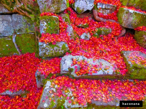 カラフルな紅葉の絨毯