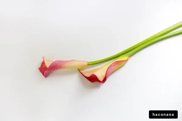 カラフルな花のデザイン
