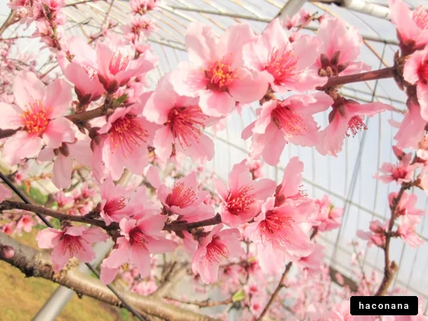 桃の花