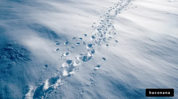 雪の上の足跡