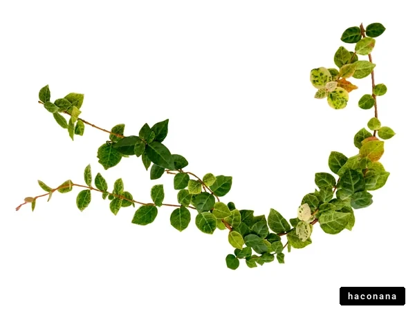 緑の植物の枝