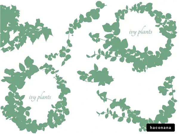 アイビーの植物デザイン アイビーの植物デザイン
