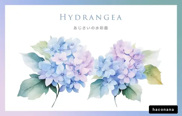あじさいの美しい水彩画 あじさいの美しい水彩画