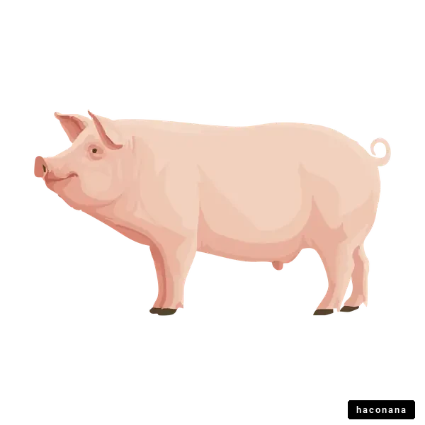 かわいい豚のイラスト