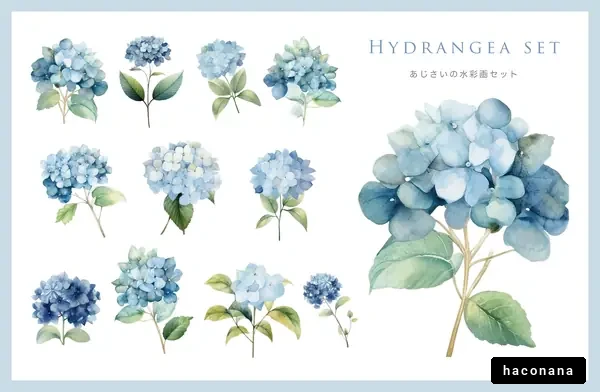 あじさいの水彩画セット あじさいの水彩画セット