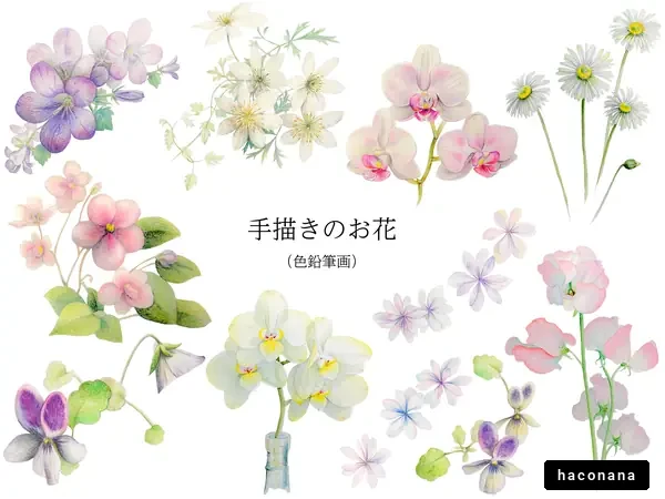 手描きの花々 手描きの花々