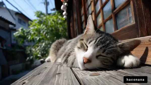 日向ぼっこする猫