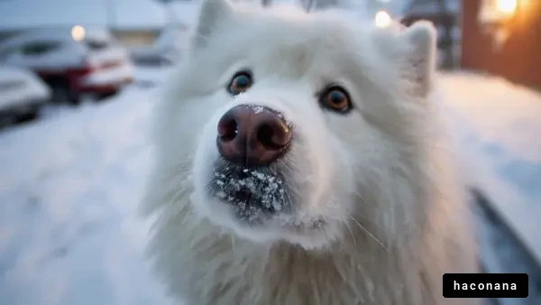 雪の中の白い犬